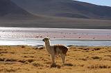 BOLIVIA 2 - Lama alla Laguna Colorada - 6